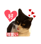 親父猫（個別スタンプ：8）