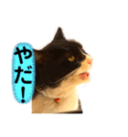 親父猫（個別スタンプ：9）