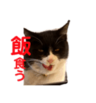 親父猫（個別スタンプ：10）