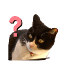 親父猫（個別スタンプ：11）