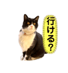 親父猫（個別スタンプ：12）