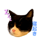 親父猫（個別スタンプ：13）