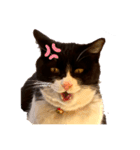 親父猫（個別スタンプ：14）