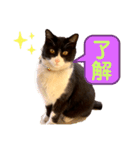 親父猫（個別スタンプ：15）