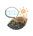 基本的なあいさつ(サワガニ)（個別スタンプ：1）