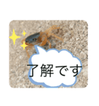 基本的なあいさつ(サワガニ)（個別スタンプ：3）