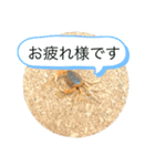 基本的なあいさつ(サワガニ)（個別スタンプ：5）