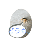 基本的なあいさつ(サワガニ)（個別スタンプ：9）