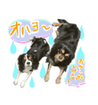 ウチのキャバリアスタンプ（個別スタンプ：2）