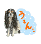 ウチのキャバリアスタンプ（個別スタンプ：4）
