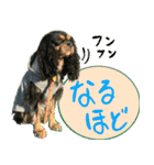 ウチのキャバリアスタンプ（個別スタンプ：5）