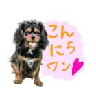ウチのキャバリアスタンプ（個別スタンプ：6）