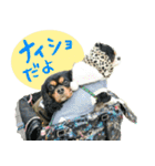 ウチのキャバリアスタンプ（個別スタンプ：9）