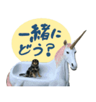 ウチのキャバリアスタンプ（個別スタンプ：12）