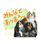 ウチのキャバリアスタンプ（個別スタンプ：13）