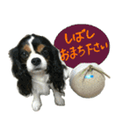 ウチのキャバリアスタンプ（個別スタンプ：15）
