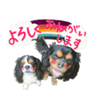 ウチのキャバリアスタンプ（個別スタンプ：17）