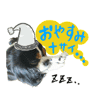 ウチのキャバリアスタンプ（個別スタンプ：18）