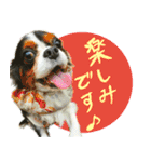 ウチのキャバリアスタンプ（個別スタンプ：22）