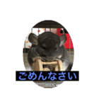 チンチラのトトロくん（個別スタンプ：7）