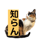 渚です（個別スタンプ：4）