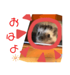 雲丹丸とMilly（個別スタンプ：1）