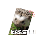 雲丹丸とMilly（個別スタンプ：7）