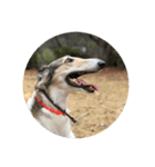 borzoi _angy（個別スタンプ：1）