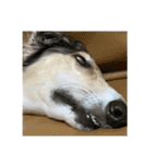borzoi _angy（個別スタンプ：2）