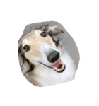 borzoi _angy（個別スタンプ：3）