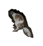 borzoi _angy（個別スタンプ：4）