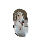 borzoi _angy（個別スタンプ：5）