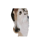borzoi _angy（個別スタンプ：7）