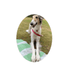 borzoi _angy（個別スタンプ：8）
