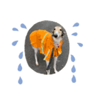 borzoi _angy（個別スタンプ：9）