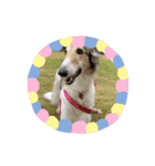 borzoi _angy（個別スタンプ：10）