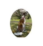 borzoi _angy（個別スタンプ：11）