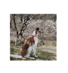 borzoi _angy（個別スタンプ：12）