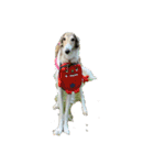 borzoi _angy（個別スタンプ：13）