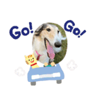 borzoi _angy（個別スタンプ：14）