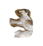 borzoi _angy（個別スタンプ：15）
