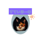 にゃんこ×3=ぴョコ（個別スタンプ：1）