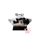 にゃんこ×3=ぴョコ（個別スタンプ：2）