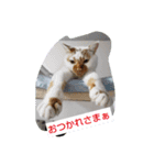 にゃんこ×3=ぴョコ（個別スタンプ：4）
