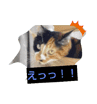 にゃんこ×3=ぴョコ（個別スタンプ：5）
