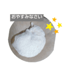 にゃんこ×3=ぴョコ（個別スタンプ：8）