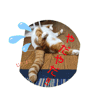 にゃんこ×3=ぴョコ（個別スタンプ：10）