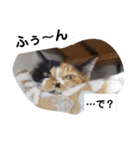 にゃんこ×3=ぴョコ（個別スタンプ：13）