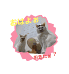 にゃんこ×3=ぴョコ（個別スタンプ：15）