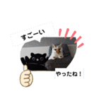 にゃんこ×3=ぴョコ（個別スタンプ：24）